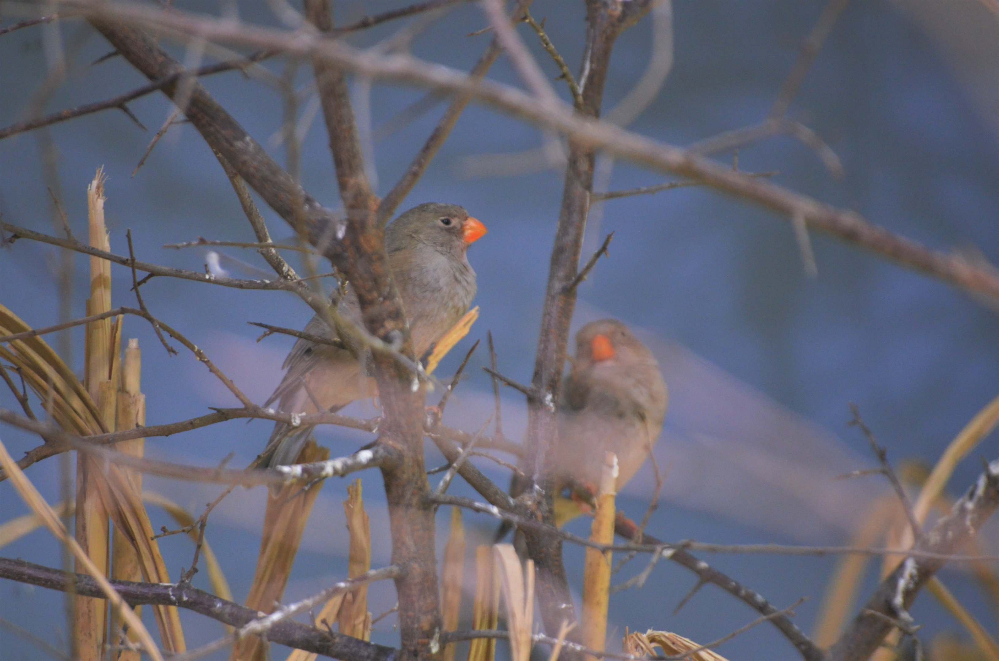 Trumpeter Finches - Desert House at Nuremberg, 07/09/19