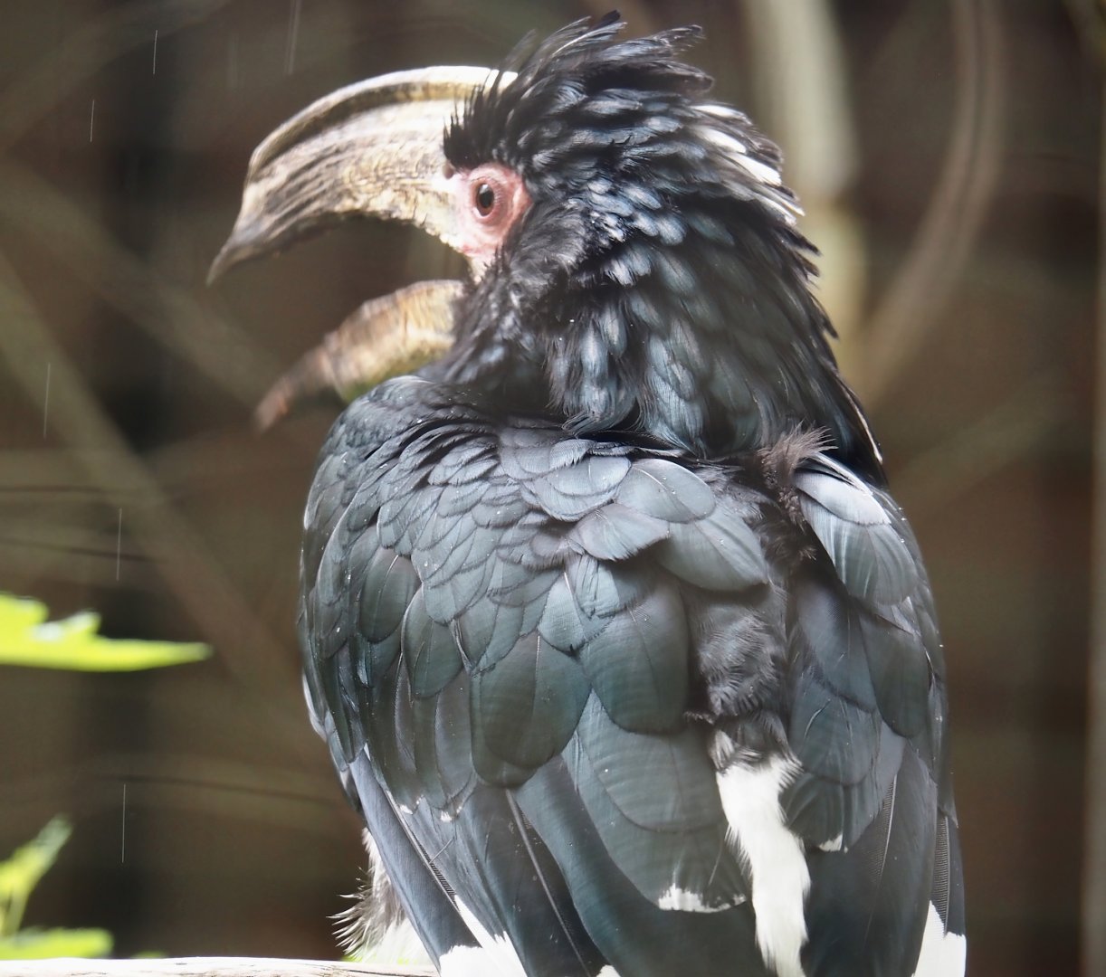 Trumpeter hornbill 2025-05-22