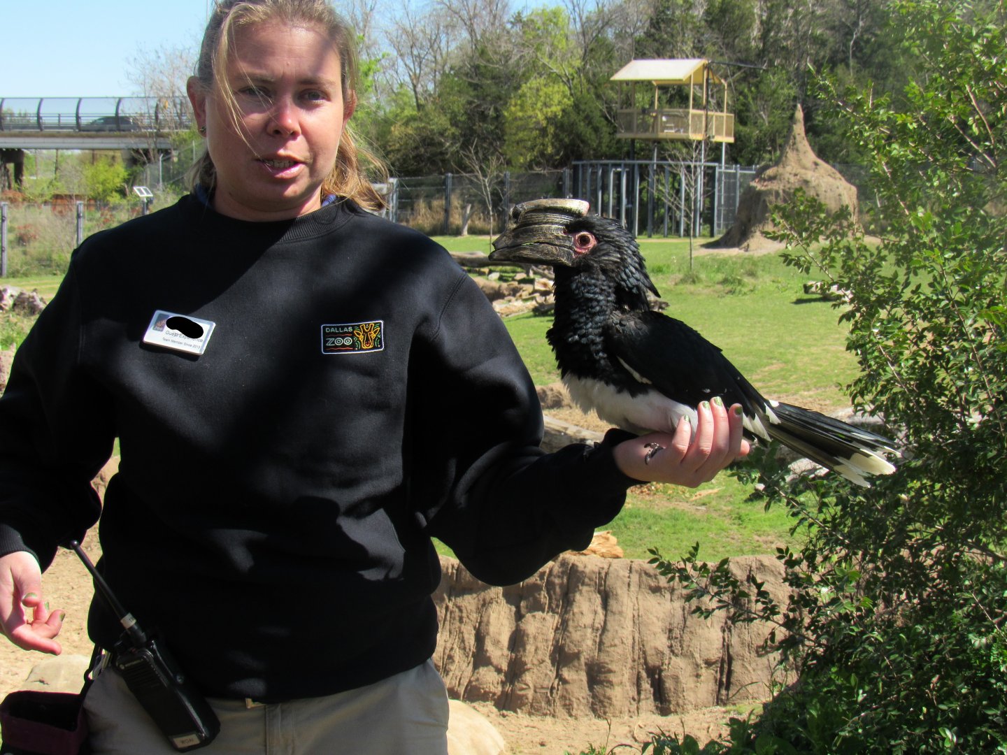 Trumpeter Hornbill and Keeper