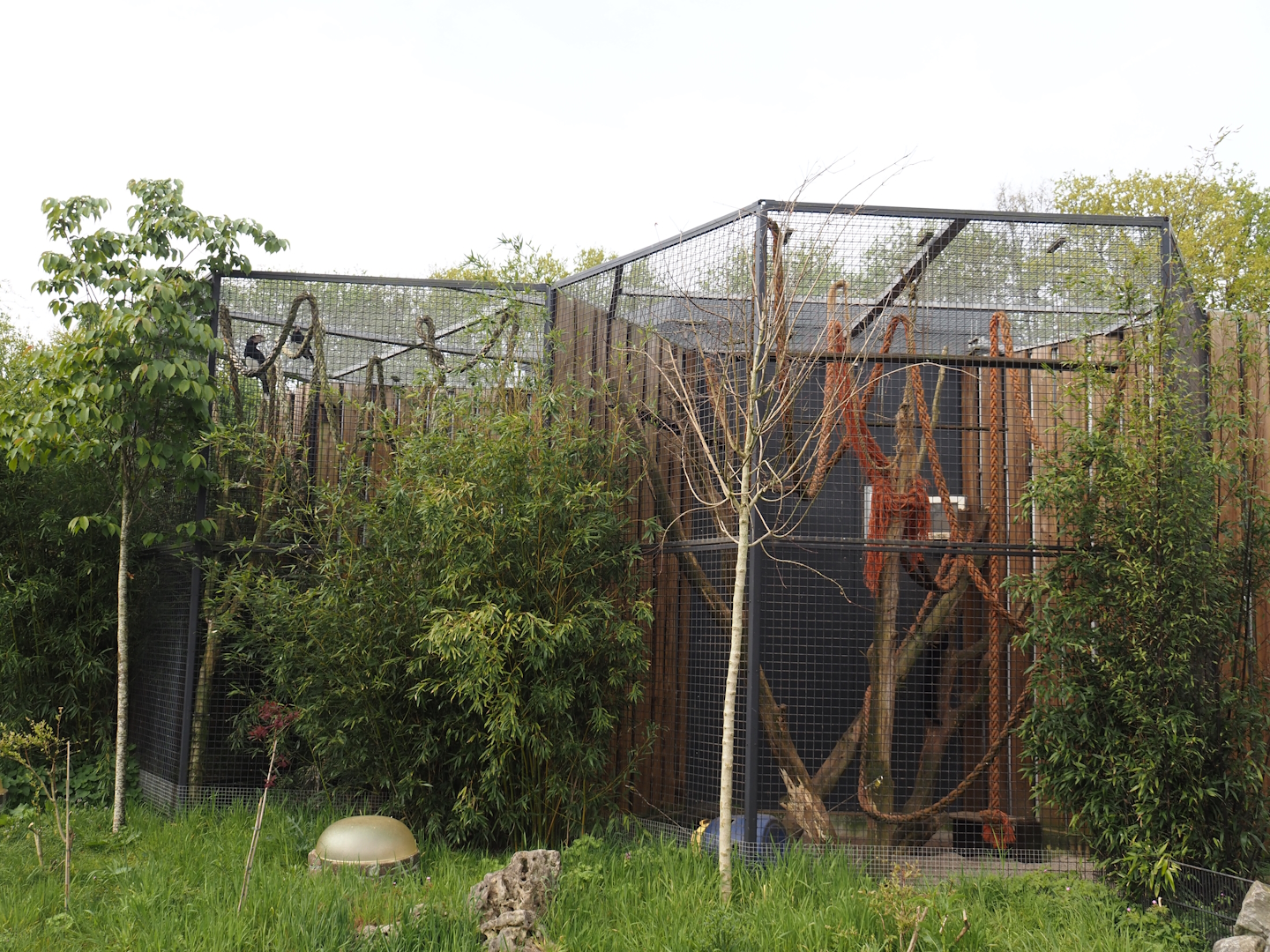 Trumpeter hornbill and Tayra exhibits, 2024-04-14