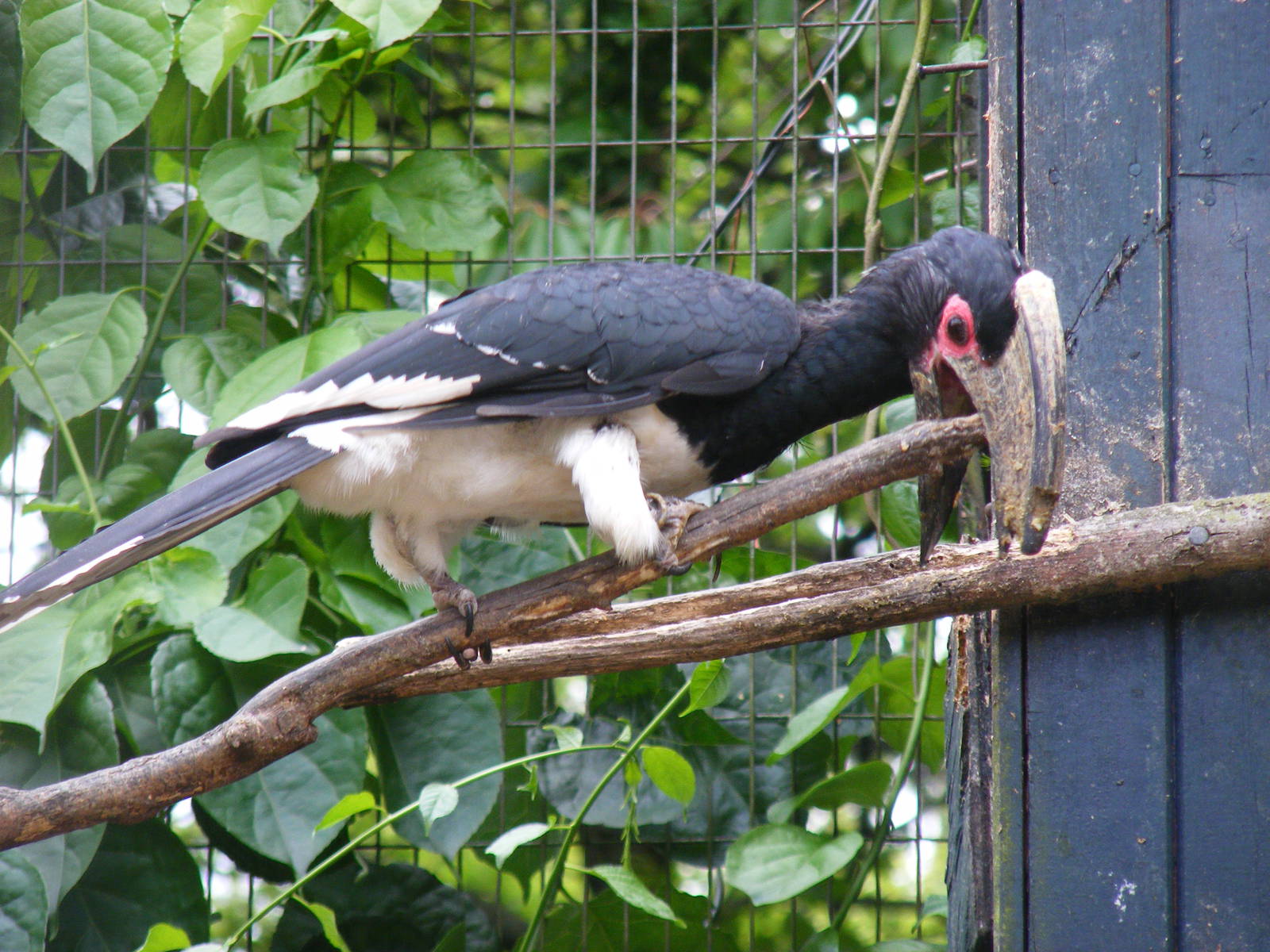Trumpeter hornbill at Birdworld, 1 July 2011