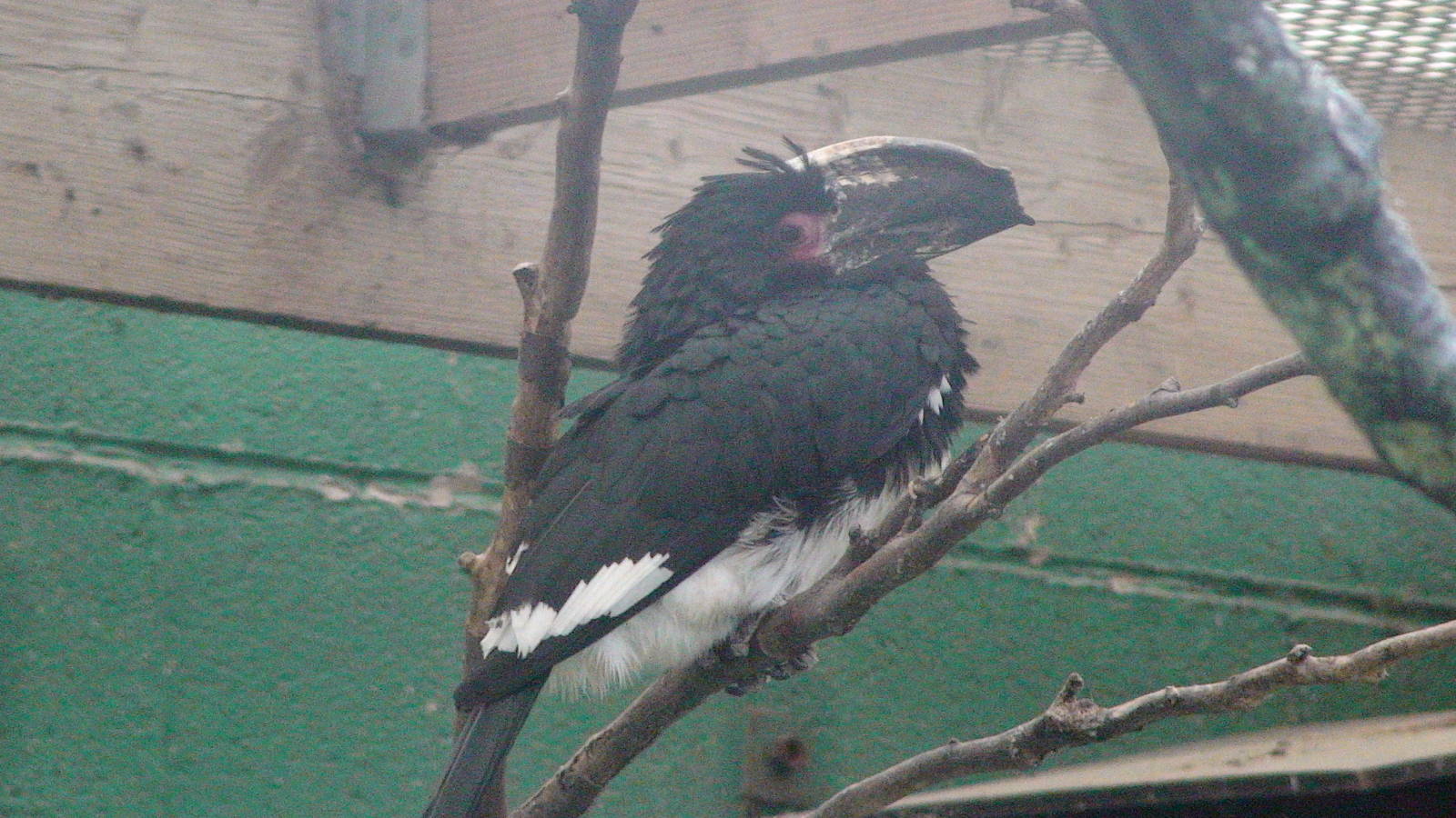 Trumpeter hornbill at Lotherton Hall