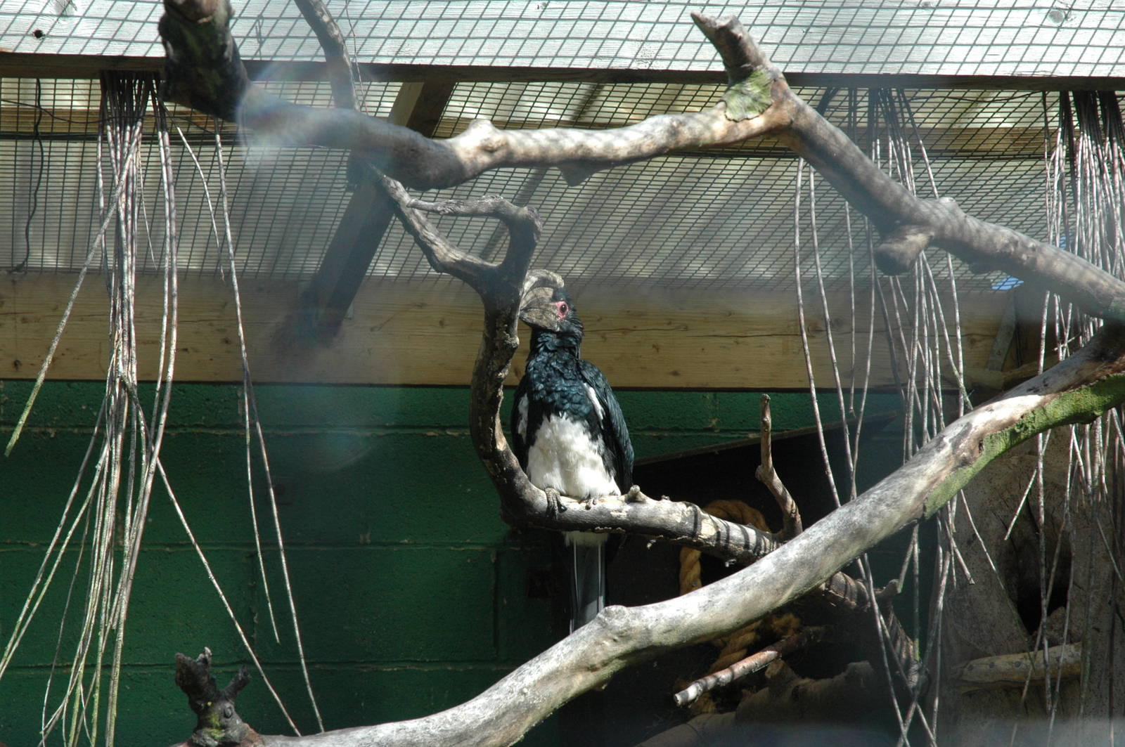 Trumpeter Hornbill at Lotherton