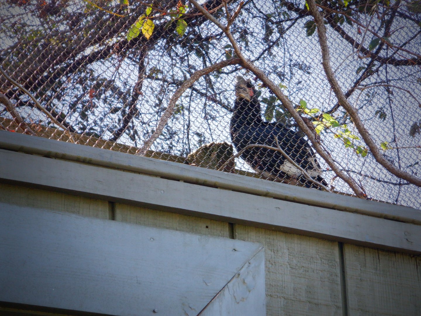 Trumpeter Hornbill at the Greensboro Science Center