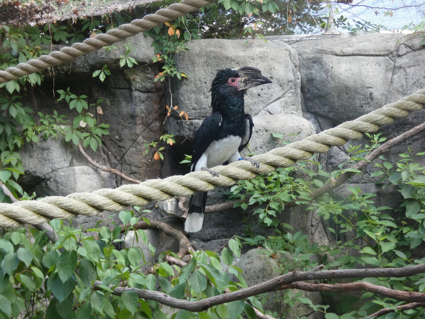 Trumpeter Hornbill at the Greensboro Science Center