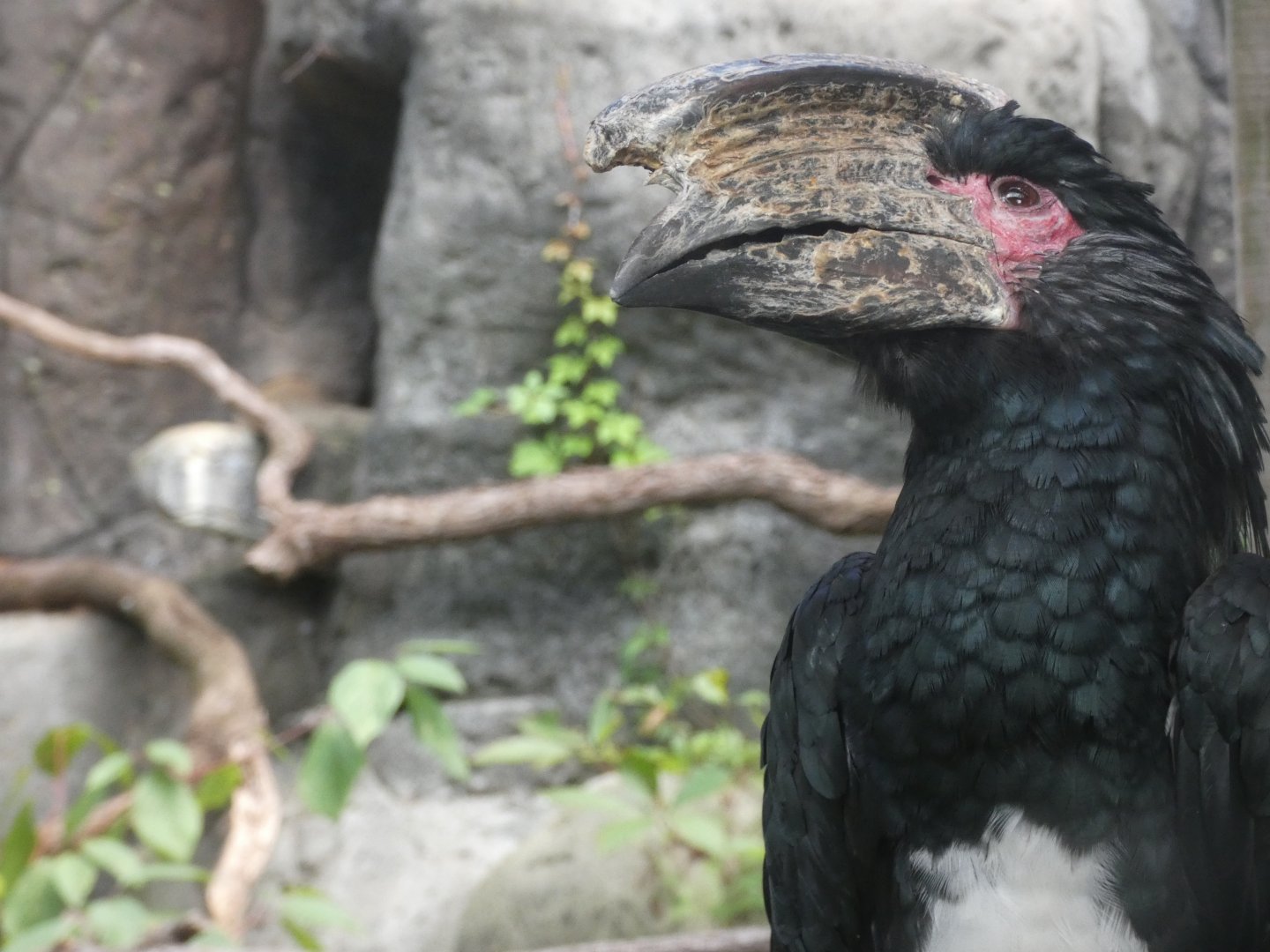 Trumpeter Hornbill at the Greensboro Science Center