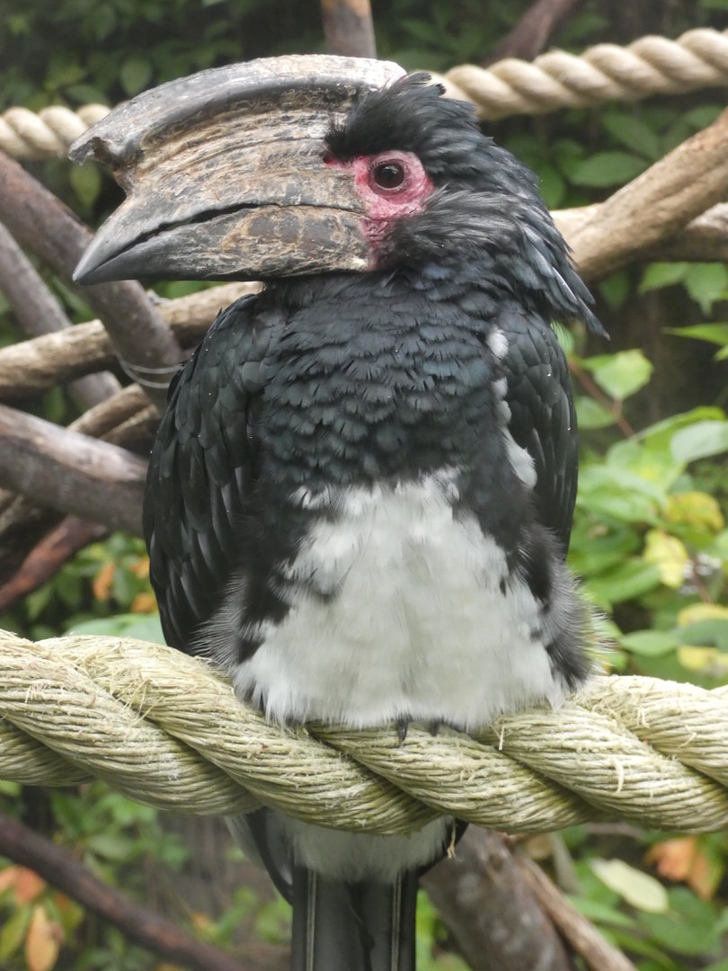 Trumpeter Hornbill at the Greensboro Science Center