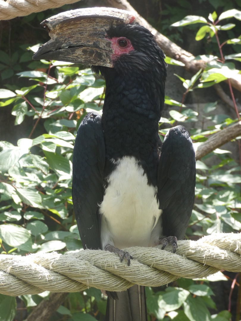Trumpeter Hornbill at the Greensboro Science Center