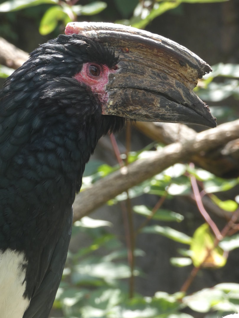 Trumpeter Hornbill at the Greensboro Science Center