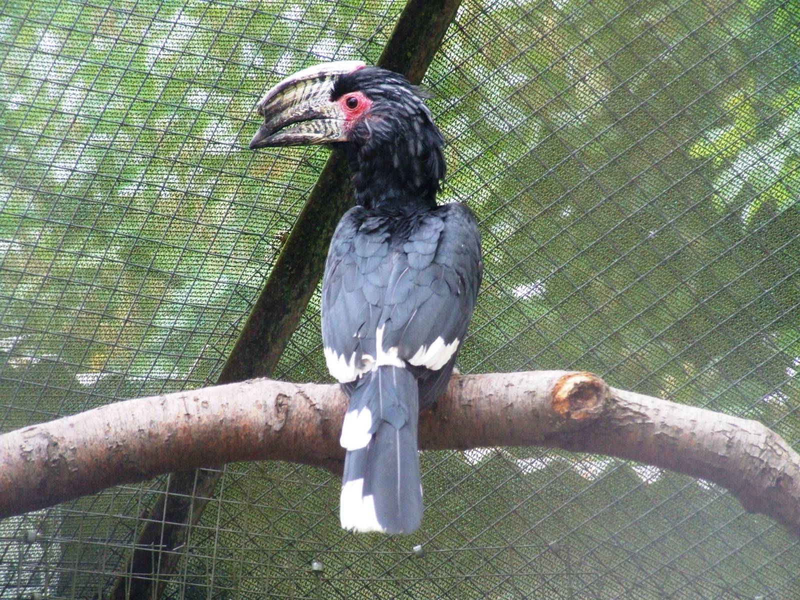 Trumpeter Hornbill at Tropical Birdland, 18/05/13