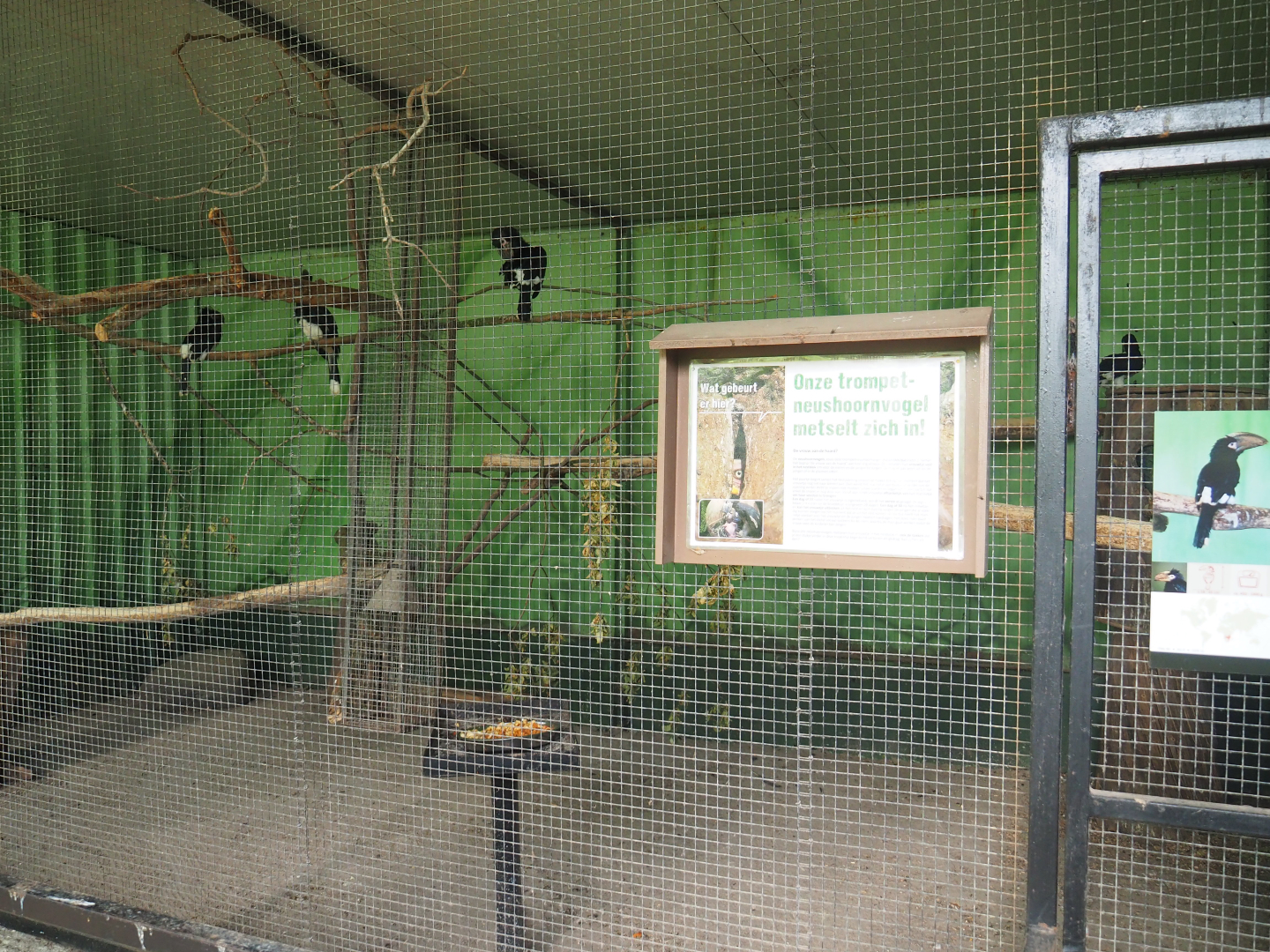 Trumpeter hornbill aviary, 2019-08-04