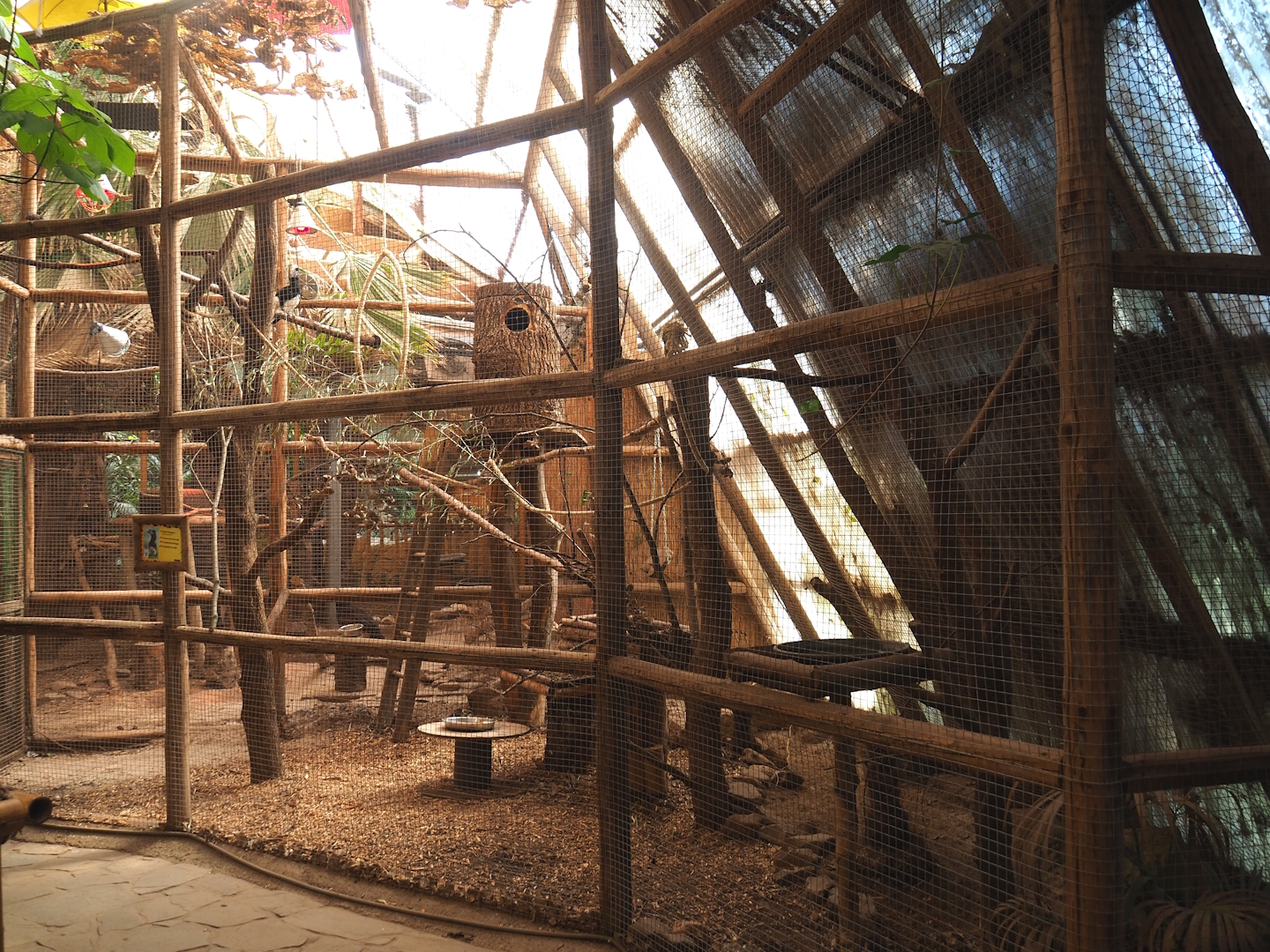 Trumpeter hornbill aviary, 2023-05-19