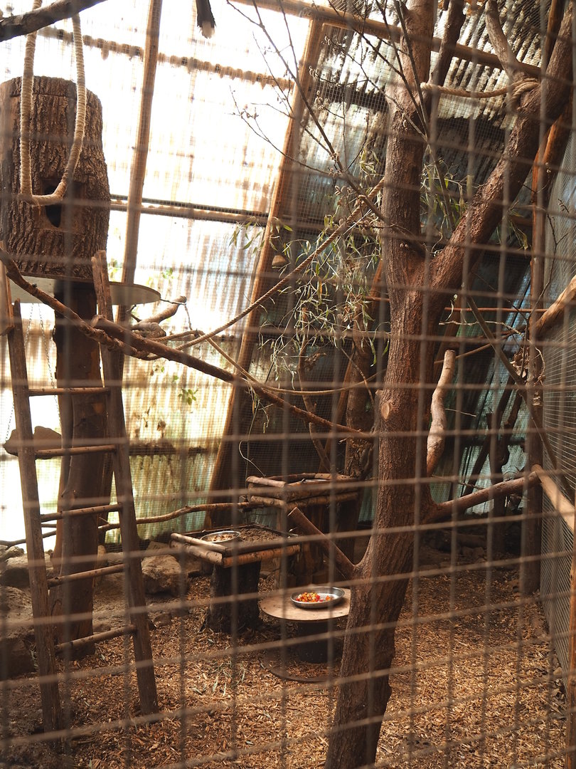 Trumpeter hornbill aviary, 2023-05-19