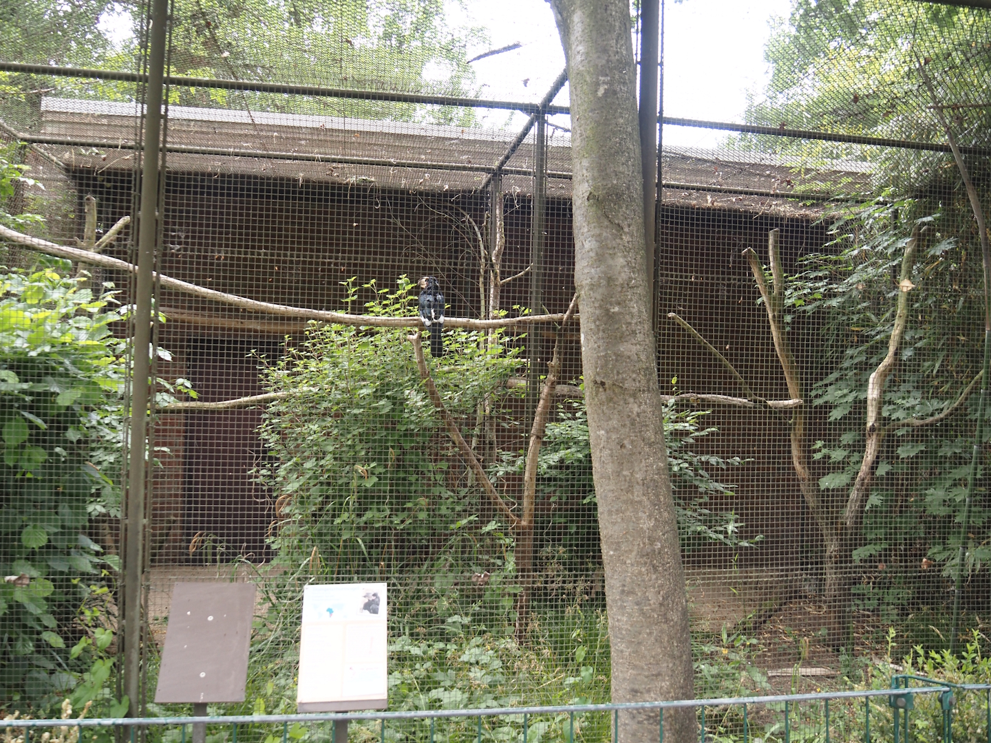 Trumpeter hornbill aviary, 2025-05-22