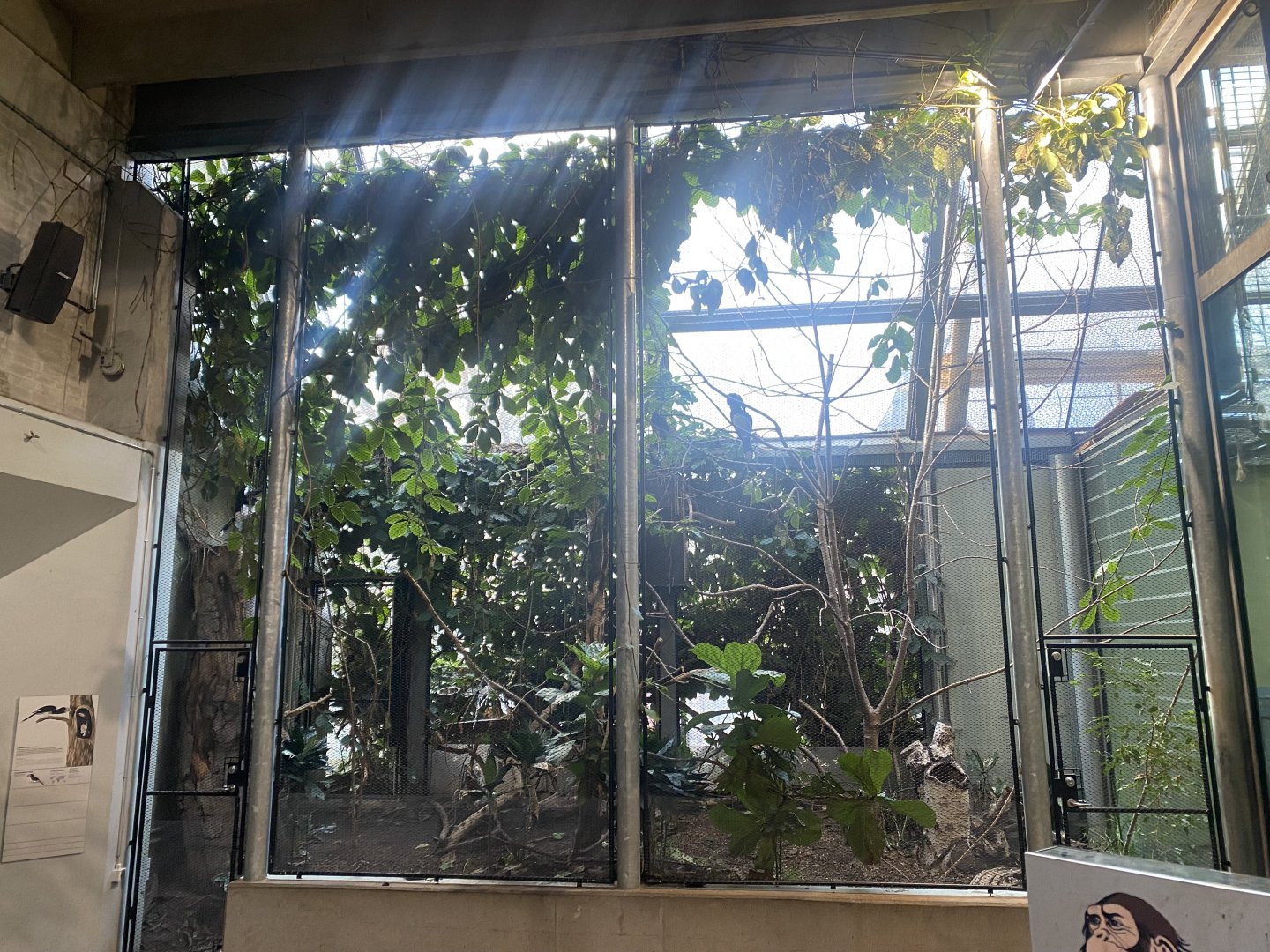 Trumpeter hornbill aviary 261124