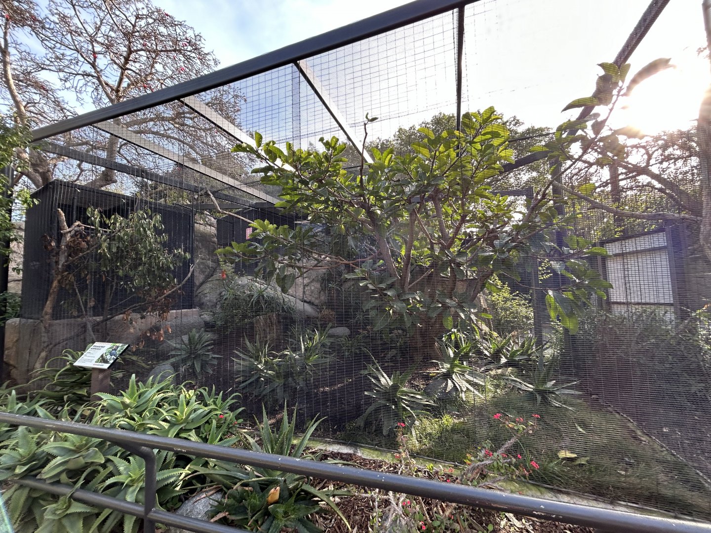 Trumpeter Hornbill Aviary - Africa Rocks