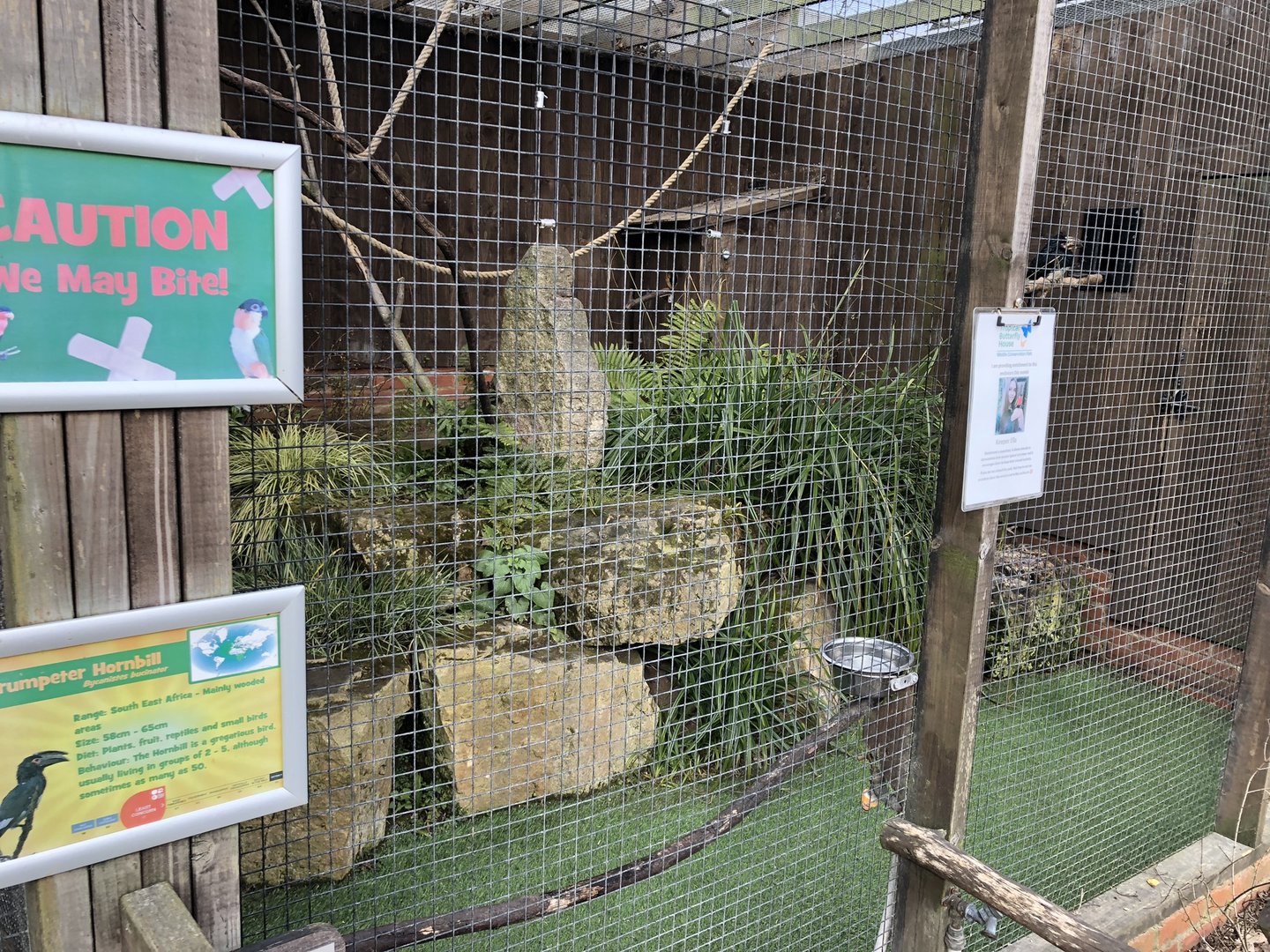 Trumpeter Hornbill Aviary at Tropical Butterfly House (March 2023)