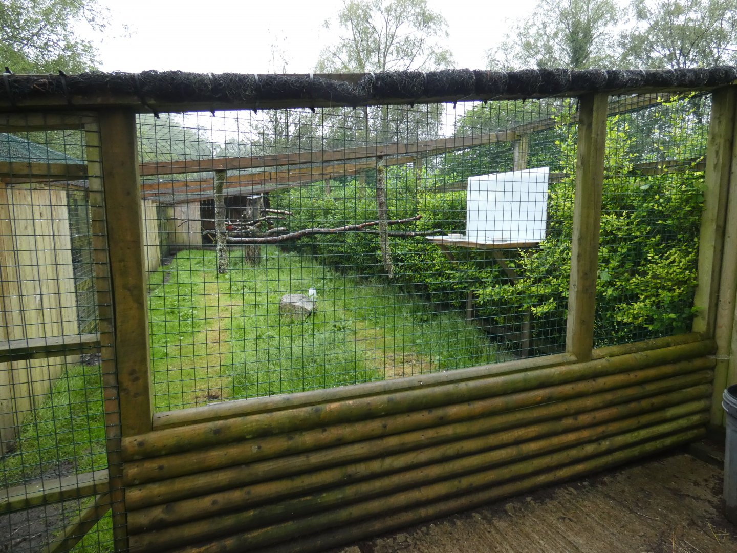 Trumpeter hornbill aviary (Pen-y-cae Inn Zoo)