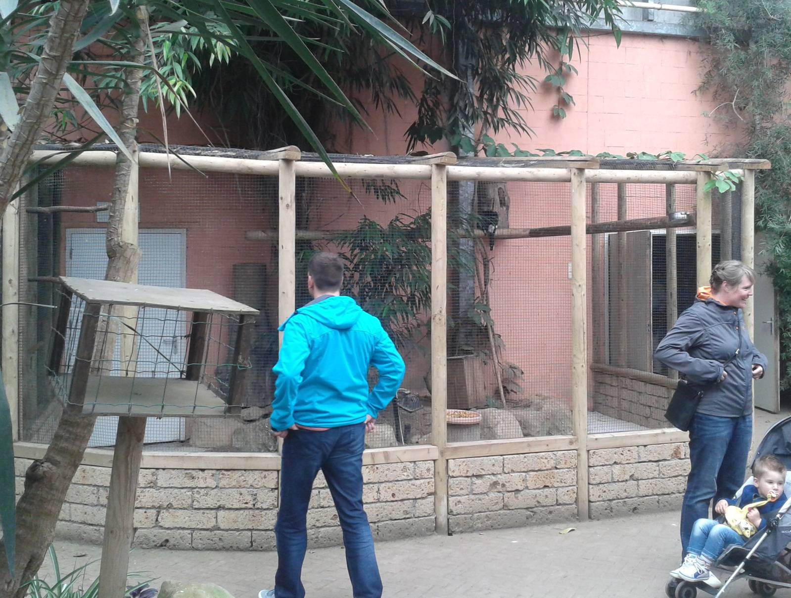 Trumpeter hornbill aviary