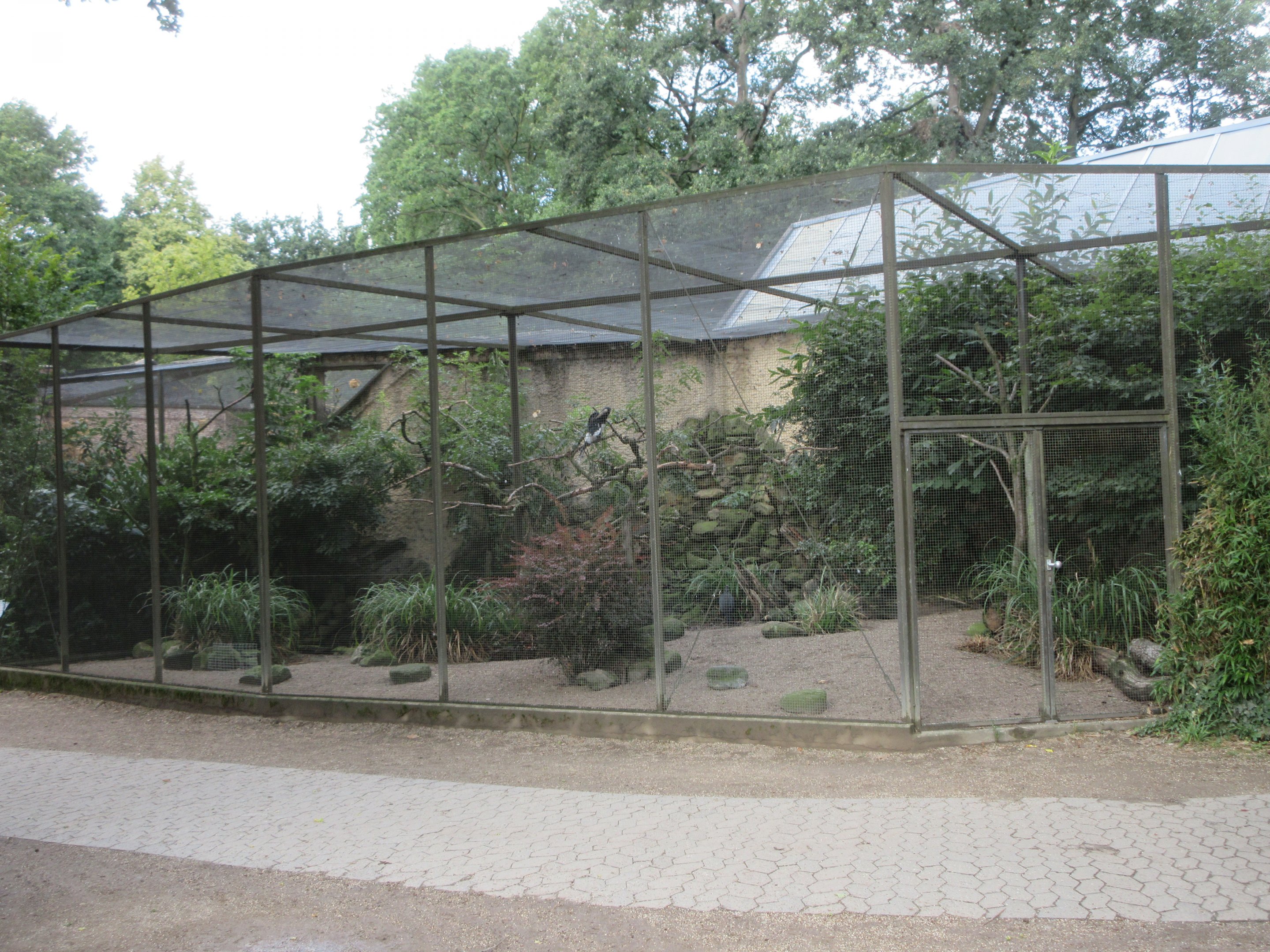Trumpeter Hornbill Aviary