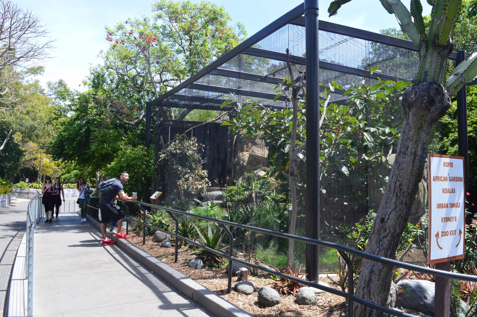 Trumpeter Hornbill Aviary