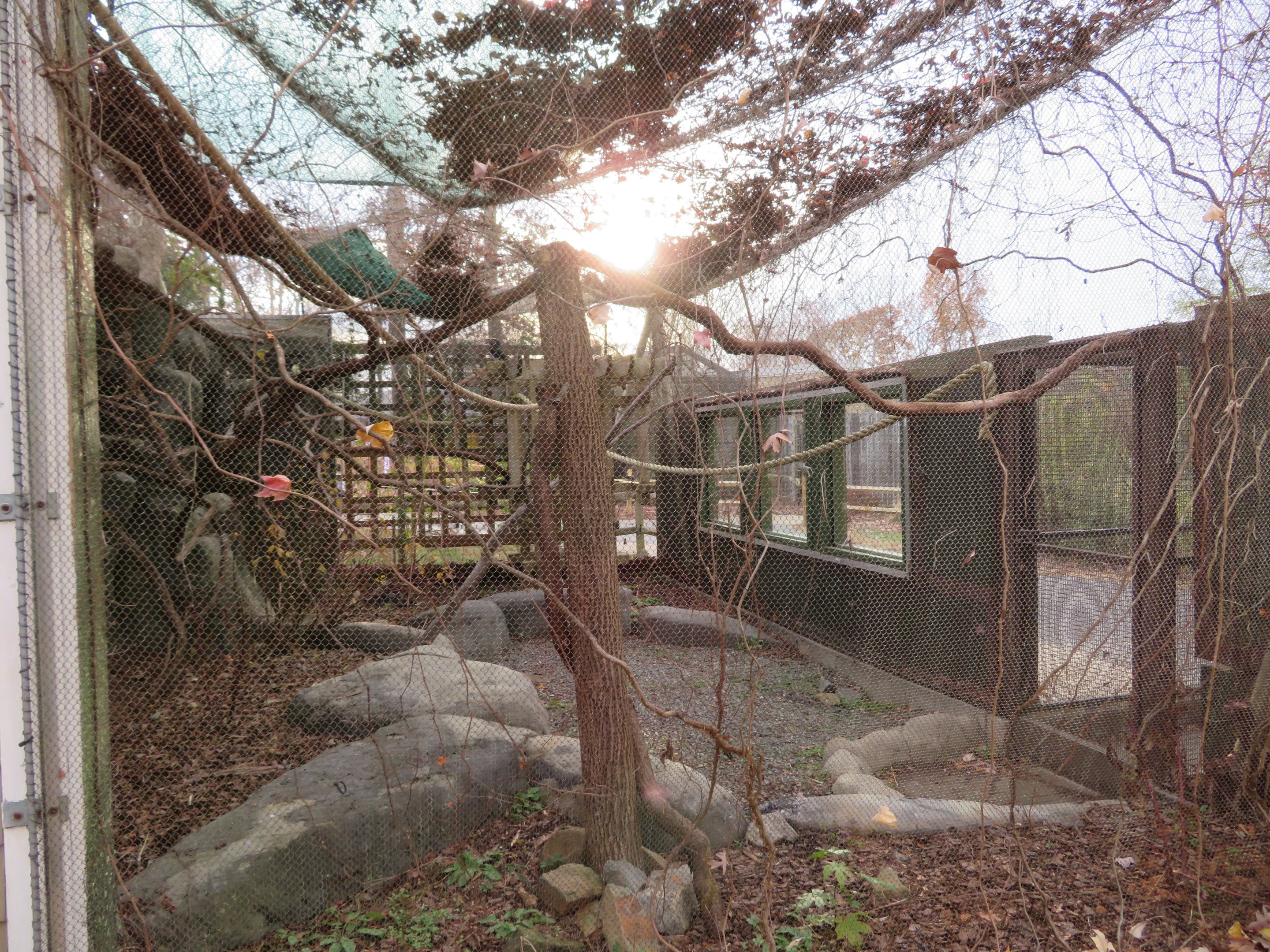 Trumpeter Hornbill Aviary