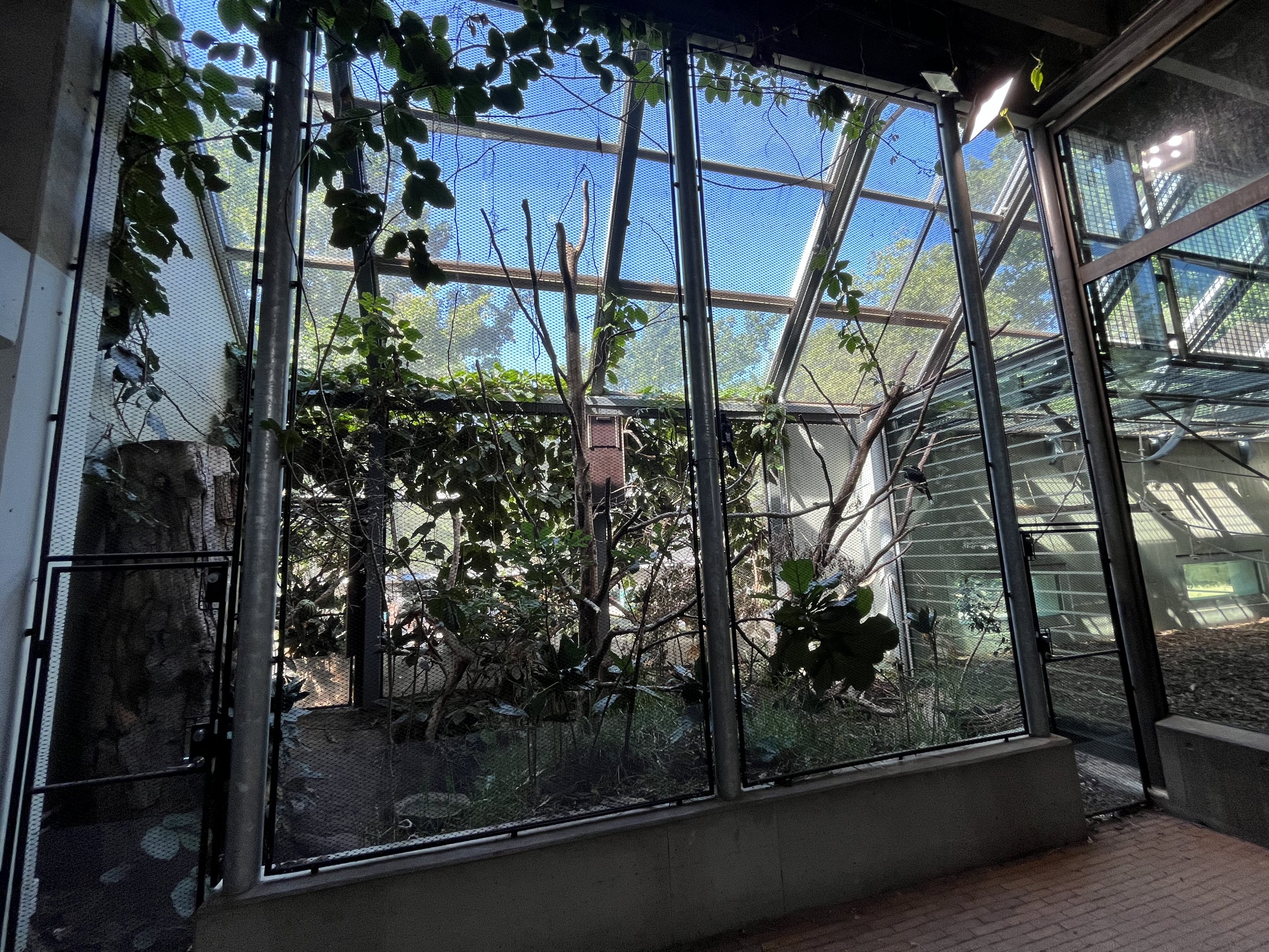 Trumpeter Hornbill Aviary