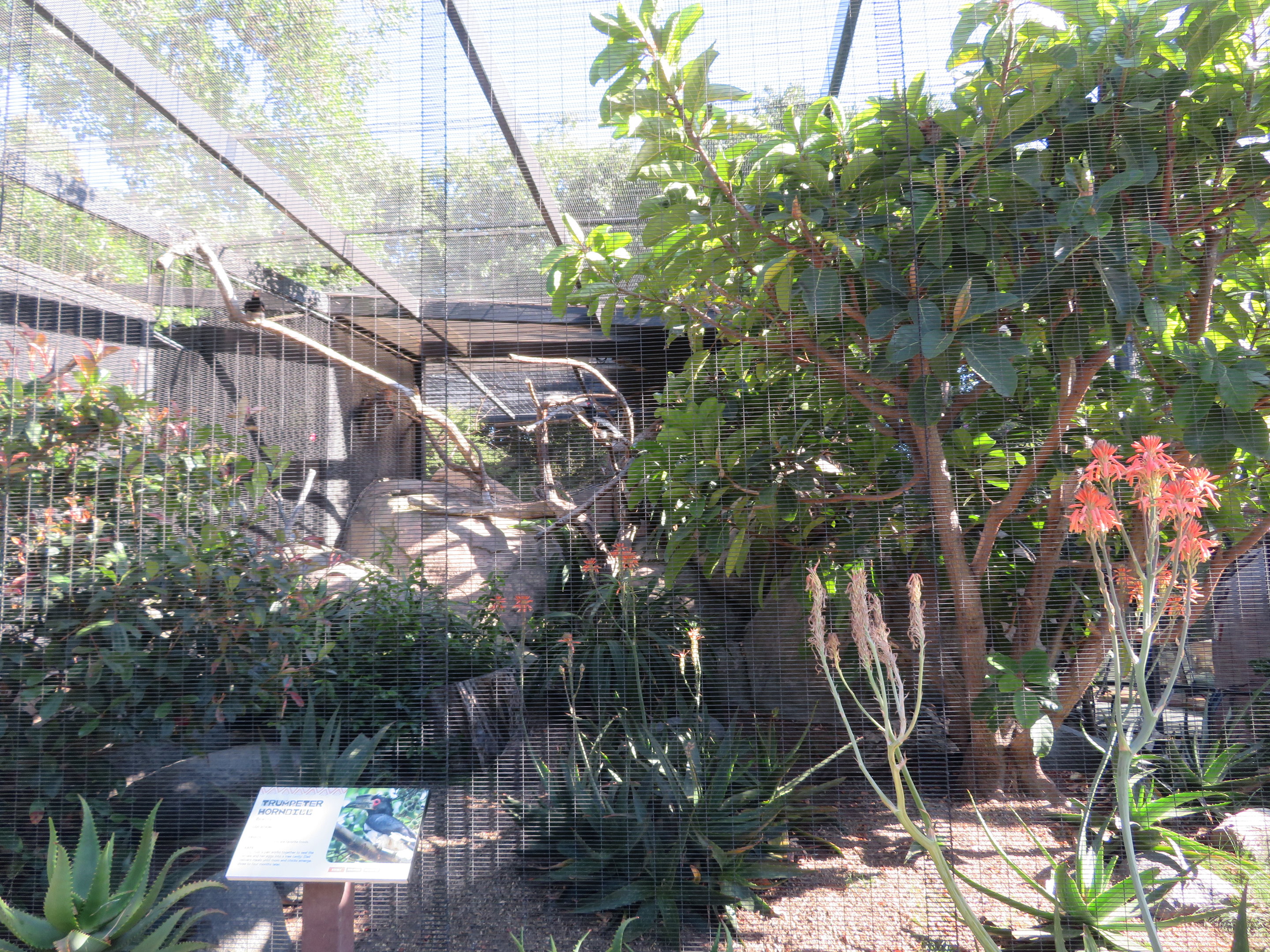 Trumpeter Hornbill Aviary