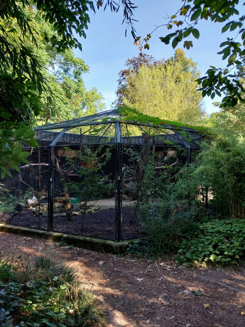 Trumpeter hornbill aviary