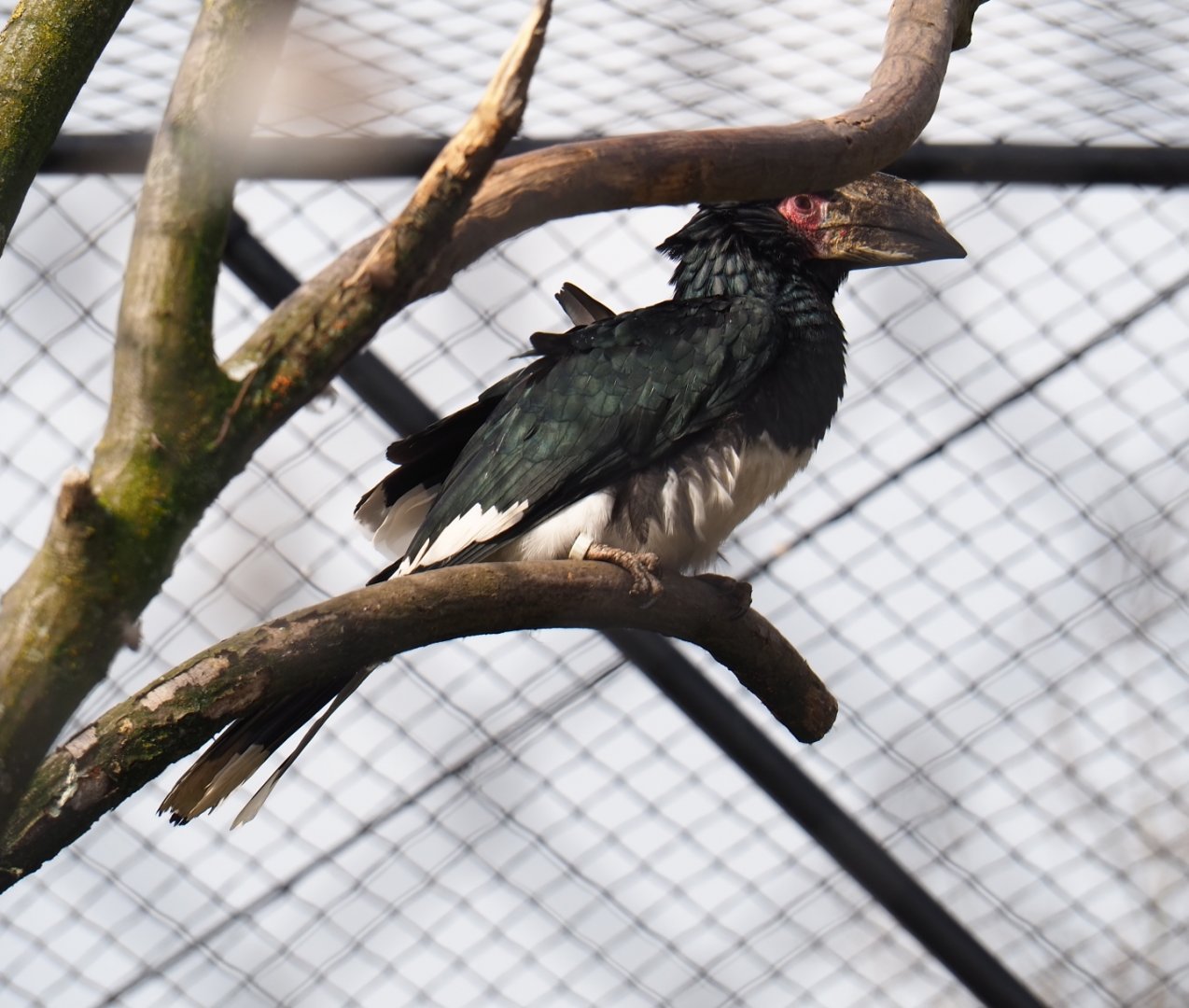 Trumpeter hornbill (Bycanistes bucinator), 2019-04-06