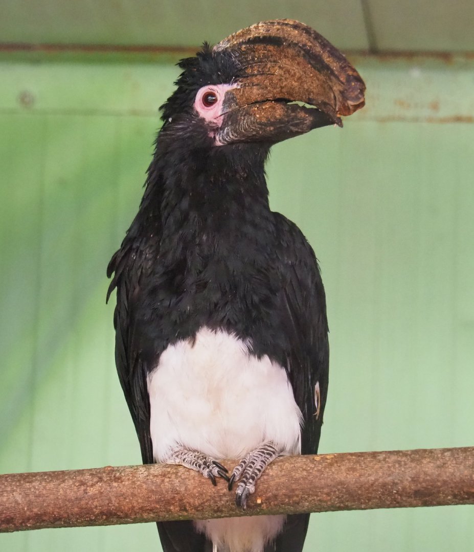 Trumpeter hornbill (Bycanistes bucinator), 2019-08-04