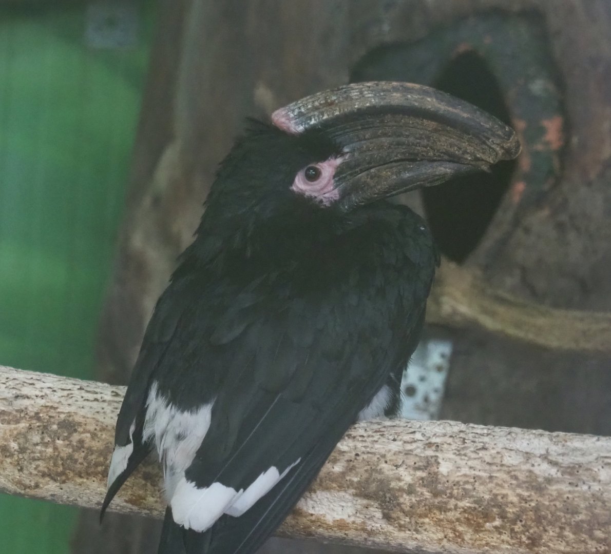 Trumpeter hornbill (Bycanistes bucinator), 2020-06-20