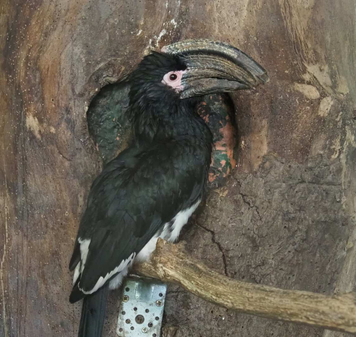 Trumpeter hornbill (Bycanistes bucinator), 2021-06-15