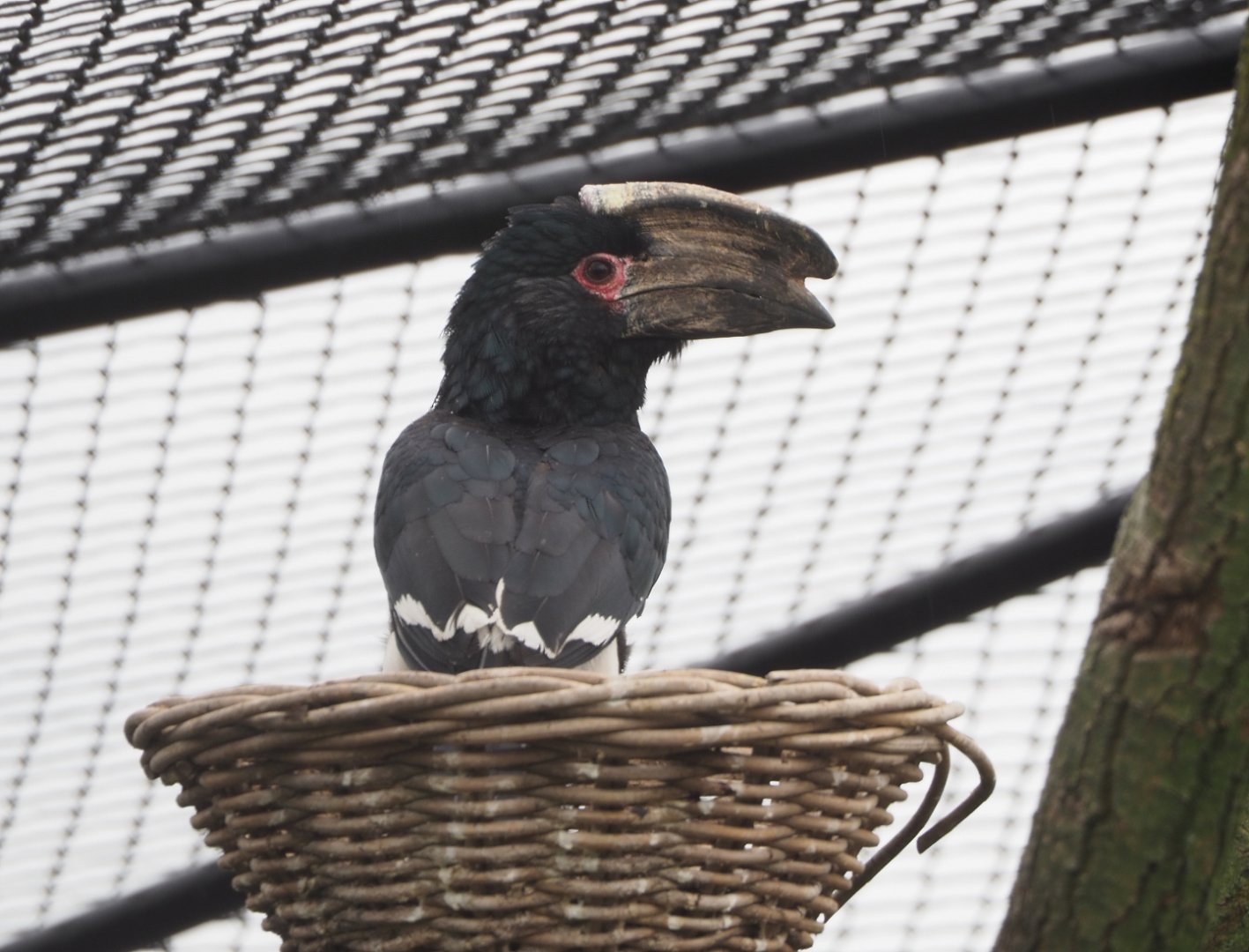 Trumpeter hornbill (Bycanistes bucinator), 2022-05-17