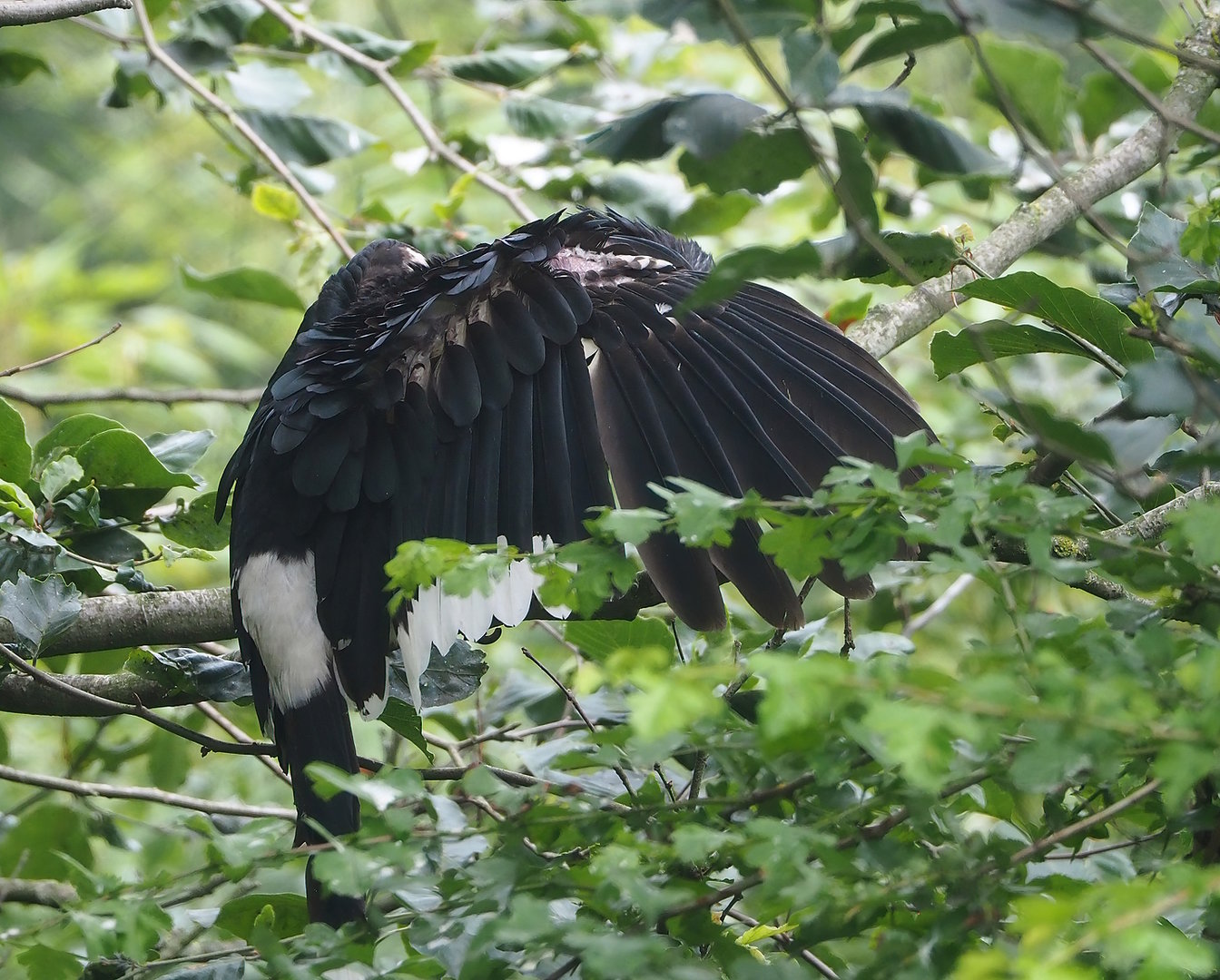 Trumpeter hornbill (Bycanistes bucinator), 2022-06-12
