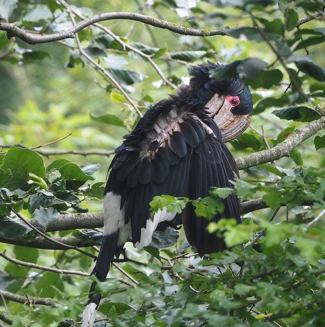 Trumpeter hornbill (Bycanistes bucinator), 2022-06-12