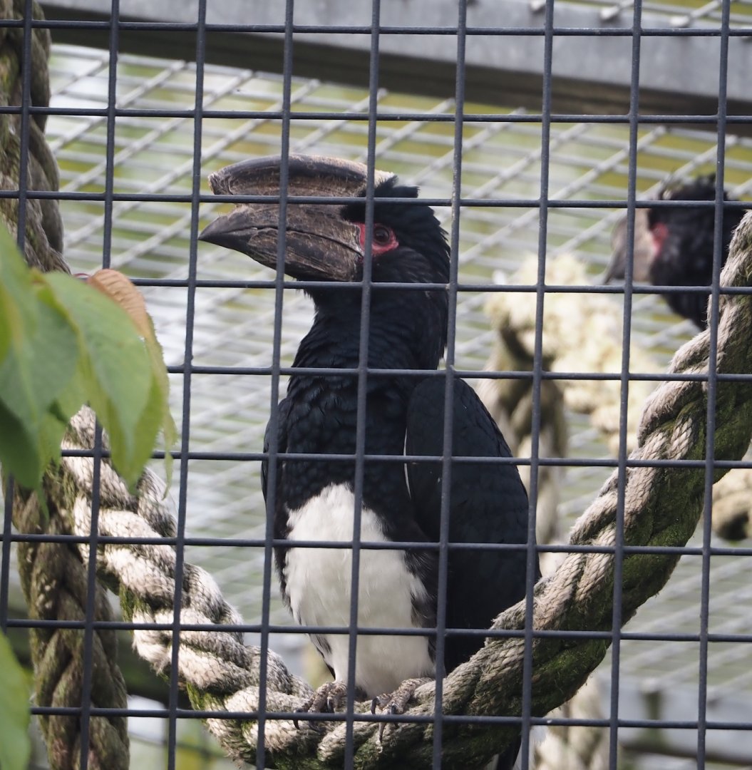 Trumpeter hornbill (Bycanistes bucinator), 2024-04-14