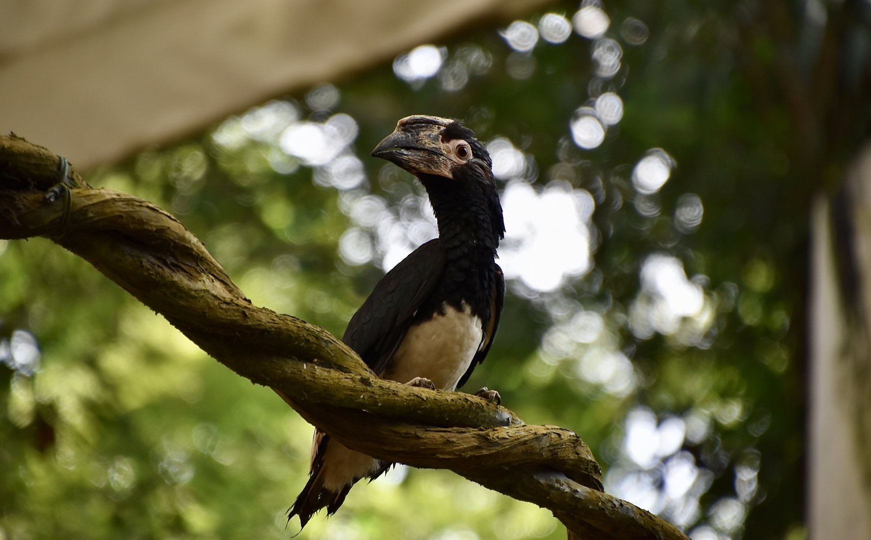 Trumpeter Hornbill (Bycanistes bucinator) female