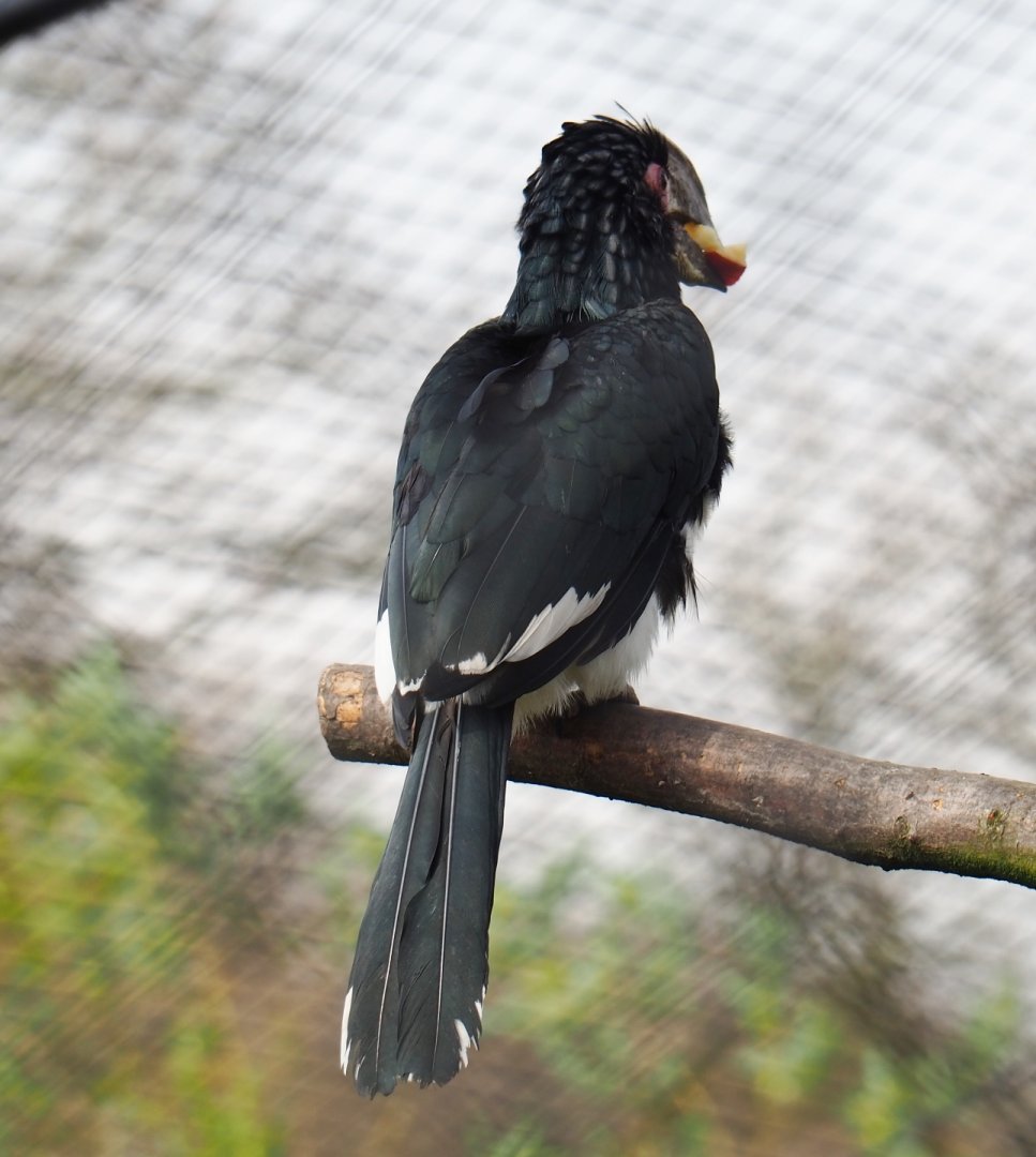 Trumpeter hornbill (Bycanistes bucinator) with food in its beak, 2019-04-06