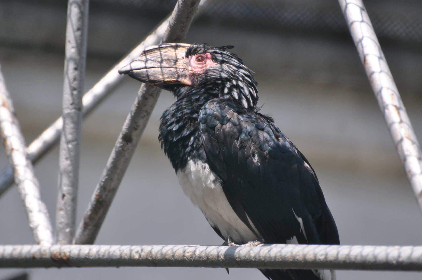 Trumpeter hornbill/ Bycanistes bucinator