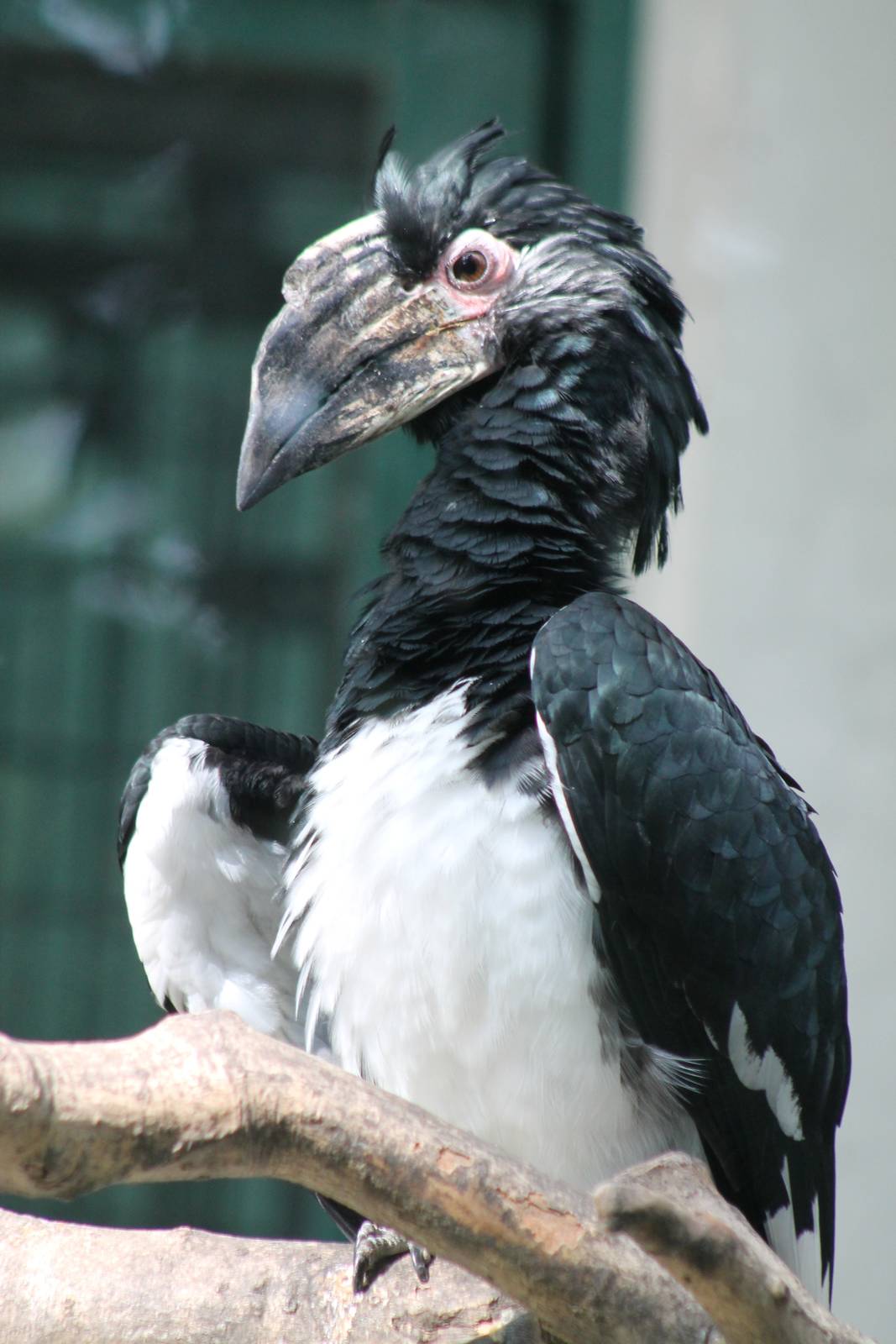 trumpeter hornbill (Bycanistes bucinator)