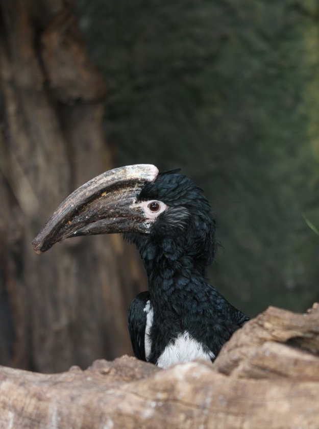 Trumpeter hornbill (Bycanistes bucinator)