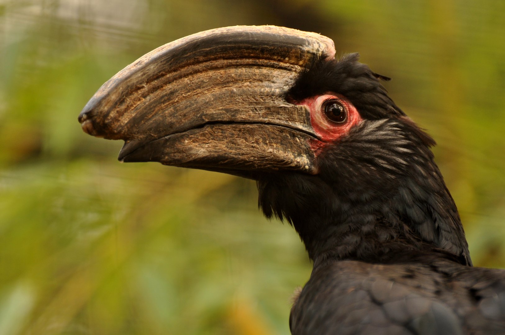 Trumpeter hornbill (Bycanistes bucinator)