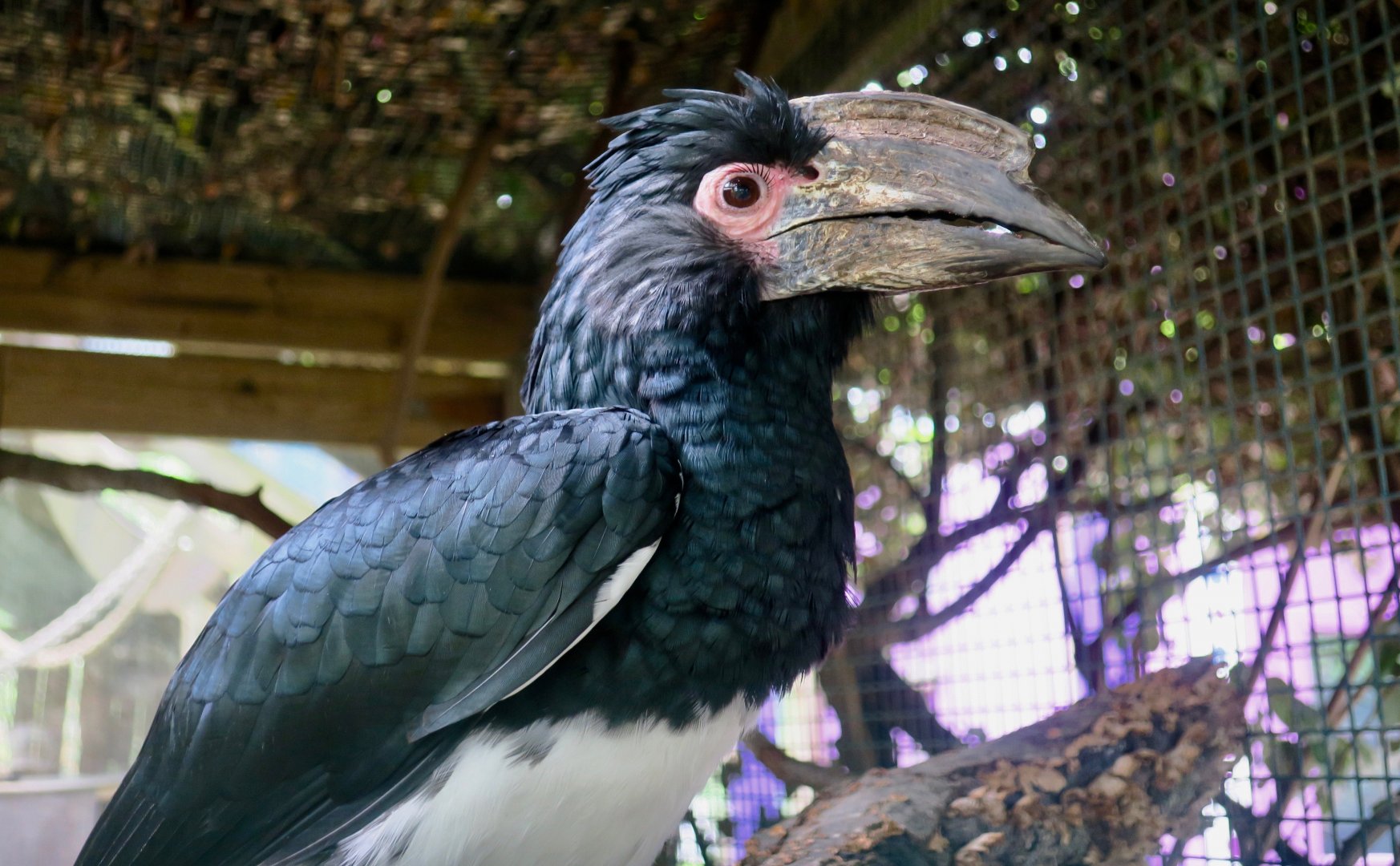 Trumpeter Hornbill (Bycanistes bucinator)
