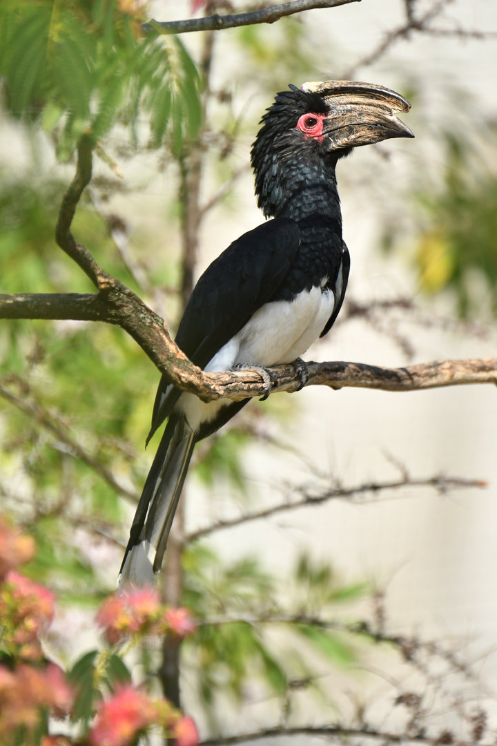 Trumpeter Hornbill (Bycanistes bucinator)