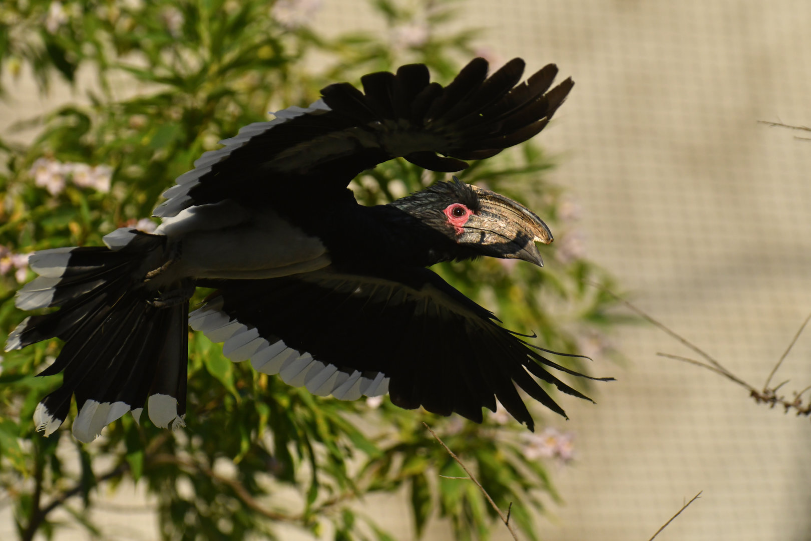 Trumpeter Hornbill (Bycanistes bucinator)