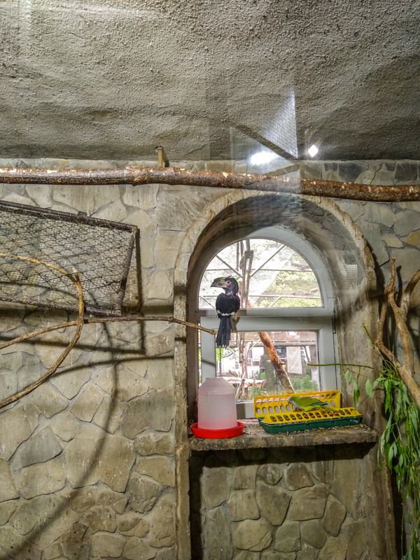 Trumpeter hornbill (Bycanistes bucinator)