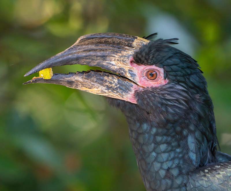 Trumpeter Hornbill (Bycanistes Bucinator)