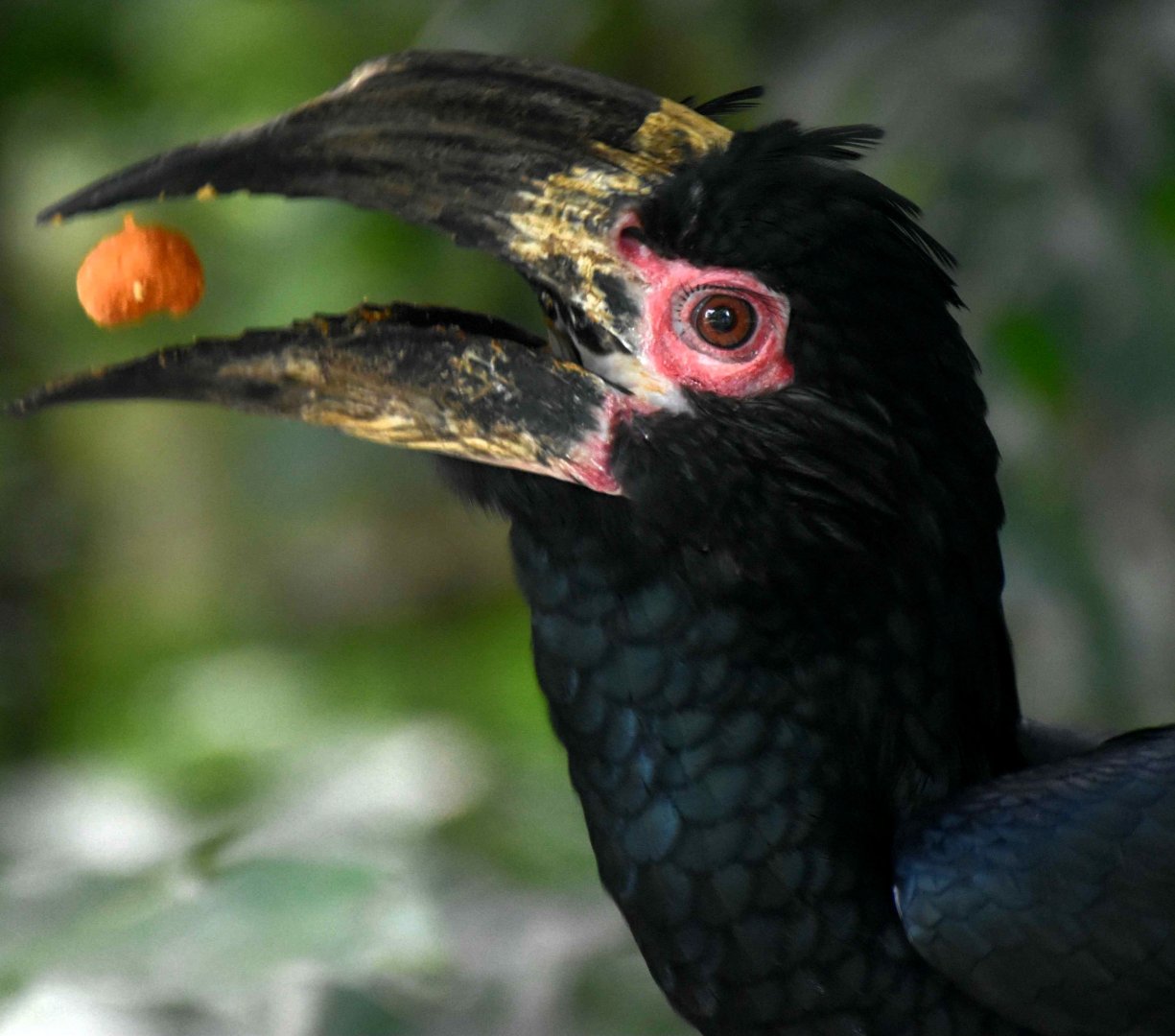 Trumpeter Hornbill (Bycanistes bucinator)