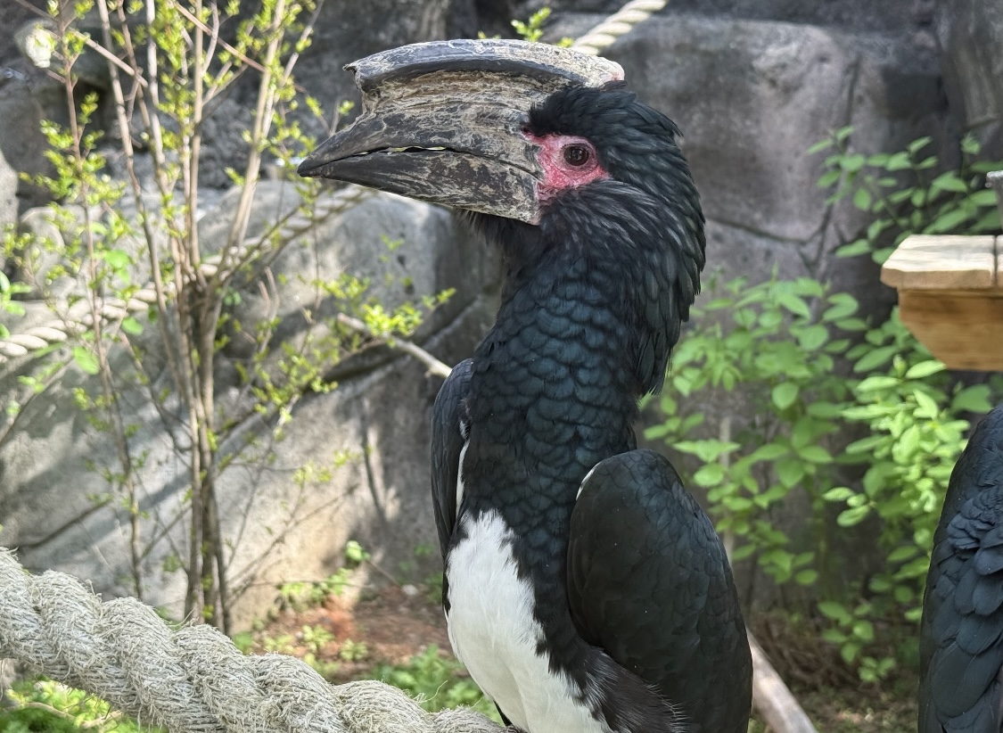Trumpeter Hornbill (Bycanistes bucinator)